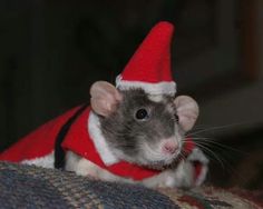 a rat wearing a santa claus hat on top of a couch