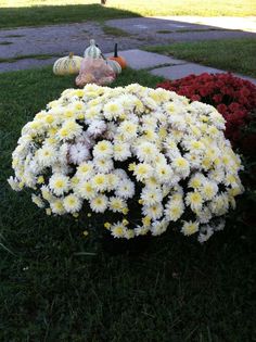 white and yellow flowers sitting in the grass next to a pumpkin on top of a table