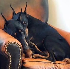 two dogs are laying on the couch together