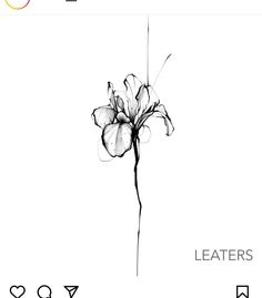 a black and white photo of a flower with the words leathers written below it