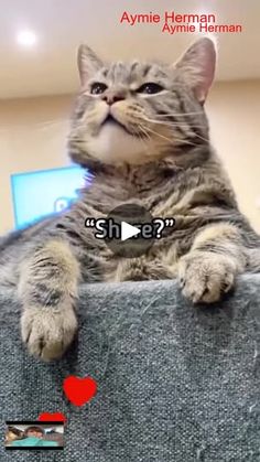 a cat sitting on top of a couch with its paw in the air and looking up