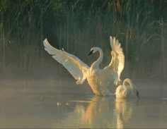 two swans in the water with their wings spread out, and one is flapping it's wings