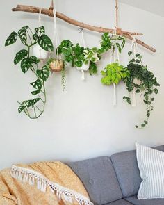 a living room with plants hanging on the wall and a couch in front of it