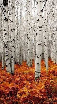 the woods are full of tall trees with orange leaves on them and grass in the foreground