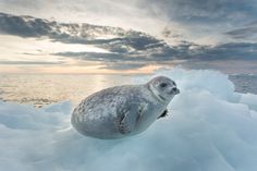 a seal on an ice floet with the sun shining through clouds in the background