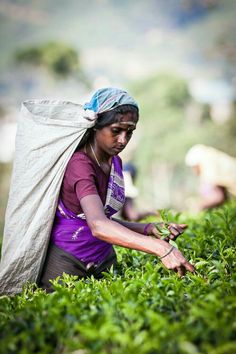 a woman picking tea leaves from a bush with a large bag on her head and in the other hand