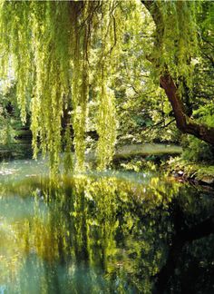 a pond surrounded by lush green trees and water