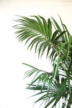 a palm tree in front of a white wall