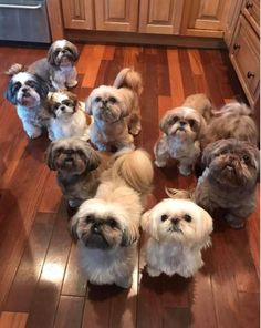 a group of small dogs sitting on top of a wooden floor next to an oven