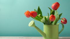 red tulips in a green watering can against a blue background with a teapot