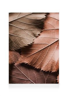 three different colored leaves are shown in this image, one is brown and the other is green