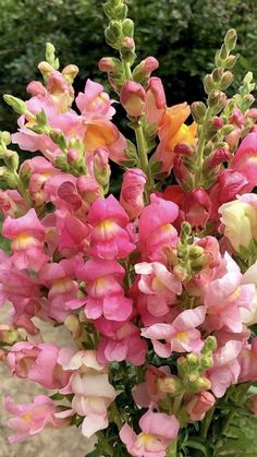 a vase filled with pink and yellow flowers