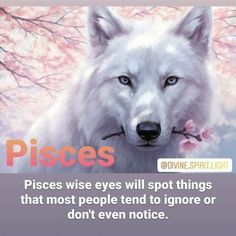 a white wolf with blue eyes and pink flowers in its mouth, has the words pisces on it