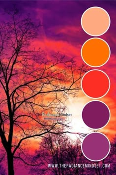 the color wheel is in front of a tree with purple, orange and pink colors