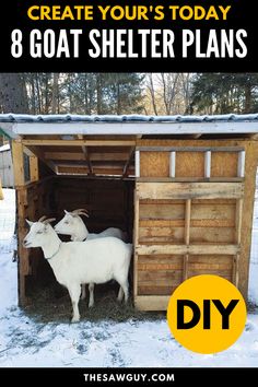 two goats standing in the doorway of a shed with text overlay that reads, create your's today 8 goat shelter plans