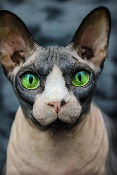 a hairless cat with green eyes looking at the camera