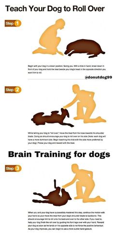 an info sheet describing how to train your dog's body for the first time