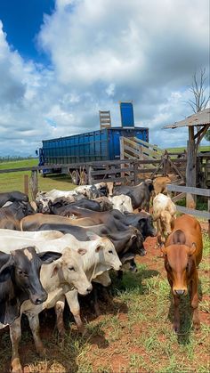 a herd of cattle standing on top of a grass covered field next to a wooden fence