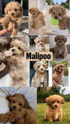 many different pictures of small dogs and puppies