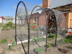 an outdoor garden with several plants growing in the ground and fenced off by wire