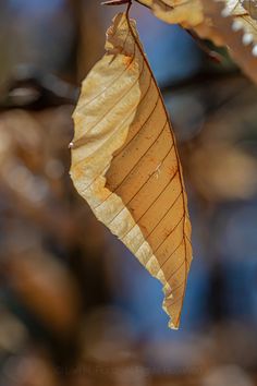 a yellow leaf hanging from a tree branch