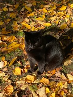 a black cat sitting on top of leaves in the grass