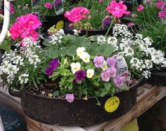 several potted flowers are sitting on a wooden table in front of other pots and plants