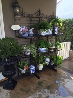 several potted plants are displayed on a shelf in front of a house with an iron fence