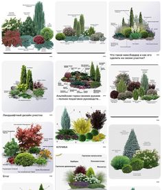 many different types of trees and shrubs