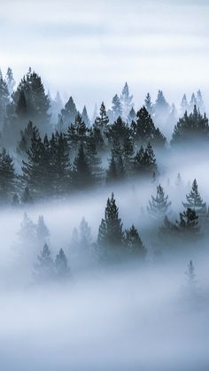 a foggy forest filled with trees covered in low lying clouds and pine trees on the far side