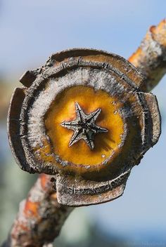 a close up of a tree branch with a star painted on it's center