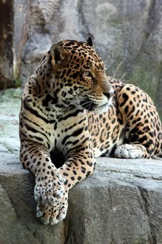 a large leopard laying on top of a rock