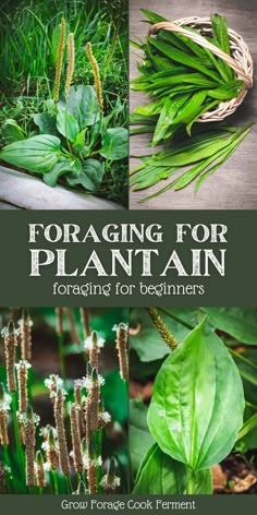 the cover of foraging for plantain gardening for beginners