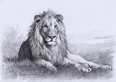 a drawing of a lion laying down in the grass