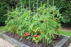 a garden filled with lots of green and red tomatoes