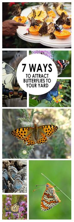 the cover of 7 ways to attract butterflies in your yard, with pictures of moths and flowers