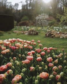 pink tulips are blooming in the middle of a garden with green grass