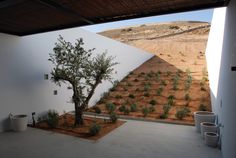 a small tree sitting in the middle of a room next to a wall with plants growing on it