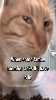 an orange cat sitting on top of a table next to coffee beans