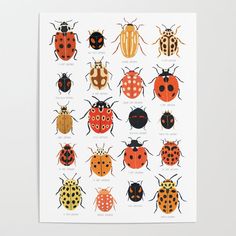 the different types of ladybugs are shown in this illustration, which shows them all different