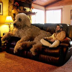 a man sitting on a couch next to a giant dog