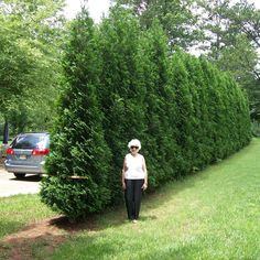 a woman standing next to a tall green hedge