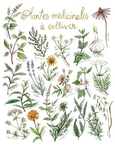 Imprimé Plantes médicinales à cultiver Poster planche Herbs Illustration, Herb Art, Label Art, Illustration Botanique, Botanical Tattoo, Plant Painting, Botanical Poster, Botanical Painting