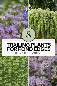 purple flowers and green plants with text overlay that says 8 trailing plants for pond edges