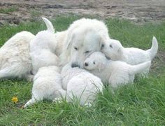 a group of white dogs laying on top of each other in the grass with their puppies