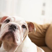 a white and brown dog sitting on top of a couch