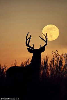 a deer standing in the grass at night with the moon behind it's head