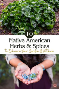 native american herbs and spices to enhance your garden & kitchen - 10 natural herbs