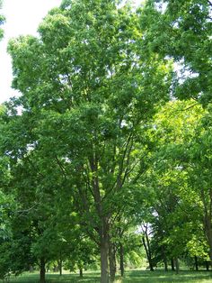 a park bench sitting in the middle of a grassy area with trees lining both sides