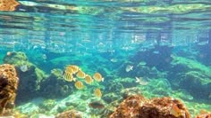 an underwater view of the ocean with many fish and corals on it's surface